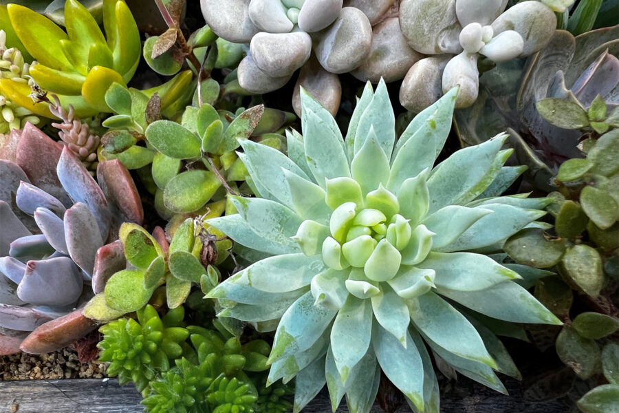 多肉植物